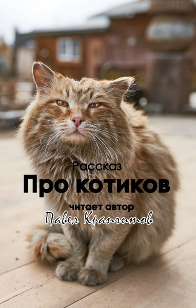 Про котиков